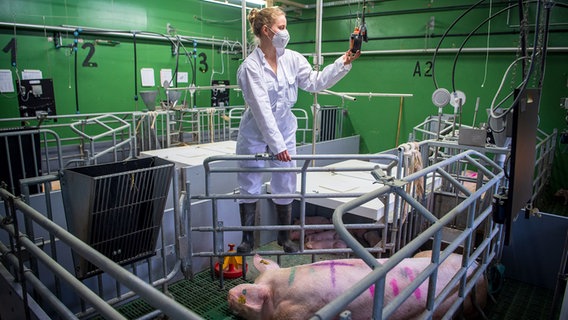 Eine Mitarbeiterin des Forschungsprojektes "DigiSchwein" kontrolliert Sensoren im Schweinestall. © picture alliance/dpa | Sina Schuldt Foto: Sina Schuldt
