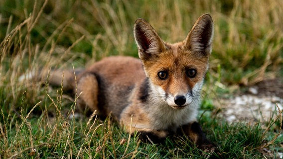 Ein junger Fuchs liegt im Gras © picture alliance / NurPhoto | Riccardo Fabi Foto: Riccardo Fabi