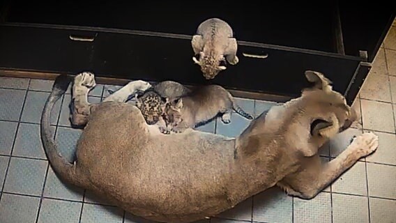 Drei junge Berberlöwen mit ihrer Mutter Im Zoo Hannover. © Erlebniszoo Hannover 