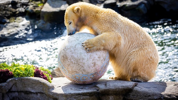 Eisbärin "Nana" spielt in ihrem Gehege im Erlebnis-Zoo Hannover mit einem Ball. © Moritz Frankenberg/dpa Foto: Moritz Frankenberg/dpa