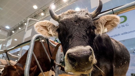 Eine Kuh auf dem Messegelände Hannover blickt in Richtung Kamera. © Peter Steffen/dpa Foto: Peter Steffen/dpa