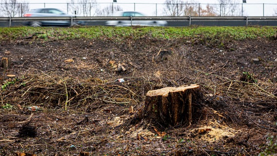 Das Bild zeigt die gefällten Bäume zum Ausbau des Südschnellwegs in Hannover. © picture alliance/dpa | Moritz Frankenberg Foto: Moritz Frankenberg