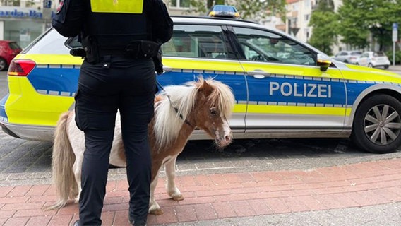 Das Mini-Pony "John Boy" steht vor einem Polizeiauto. Es war in Hannover entlaufen und wurde von der Polizei eingefangen. © Polizeidirektion Hannover 