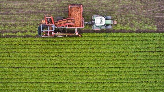Drohnenaufnahme eines Traktors, der Bio-Möhren einem Feld bei Algermissen (Landkreis Hildesheim) erntet. © picture alliance / dpa | Julian Stratenschulte Foto: Julian Stratenschulte