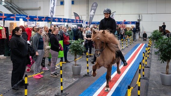 In einer Messehalle findet bei der "Pferd & Jagd" eine Reitvorführung mit einem Islandpferd statt. © Deutsche Messe AG Foto: Rainer Jensen