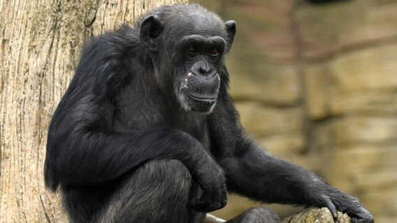 Schimpansin "Schika" sitzt auf einem Baumstamm im Zoo Hannover. © Zoo Hannover 
