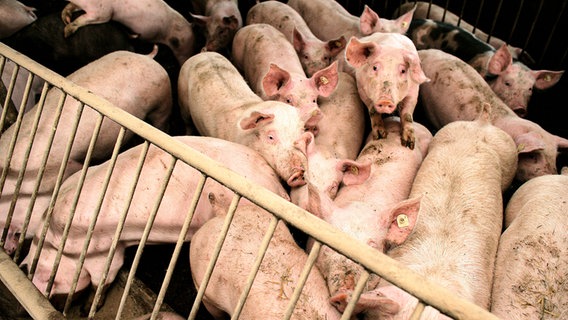 Schweine stehen dicht gedrängt im Stall eines Mastbetriebes. © dpa - Report Foto: Patrick Pleul