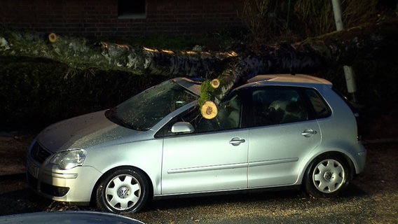 Ein Baum liegt auf einem Autodach. © Nord-West-Media TV 