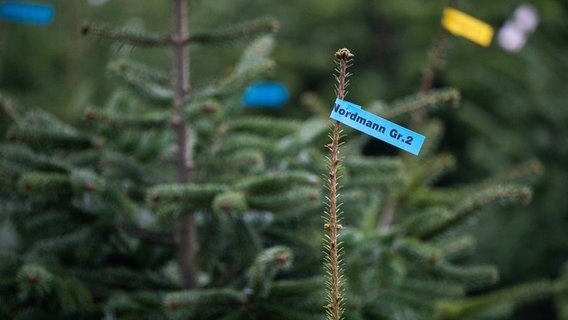 Weihnachtsbäume werden an einer Verkaufsstelle am Maschsee in Hannover zum Verkauf angeboten. © dpa Foto: Julian Stratenschulte