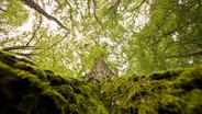 Eine Eiche wächst in einem Mischwald in der Region Hannover. © dpa-Bildfunk Foto: Julian Stratenschulte