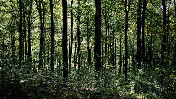 Ein grünes Waldstück durch das an manchen Stellen das Licht durchbricht. © NDR Foto: Julius Matuschik