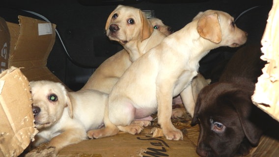 Hundewelpen sitzen in einem Kofferraum und schauen in die Kamera. © Hauptzollamt Hannover 