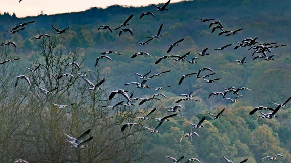 Graugänse fliegen am Himmel. © NDR Foto: Annette Mokross