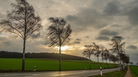 Birken an der Landstraße bei Hildesheim. © NDR Foto: Wolfgang Erdtmann