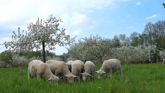 Lämmer fressen Gras auf einer Wiese. © NDR Foto: Gertrud Premke