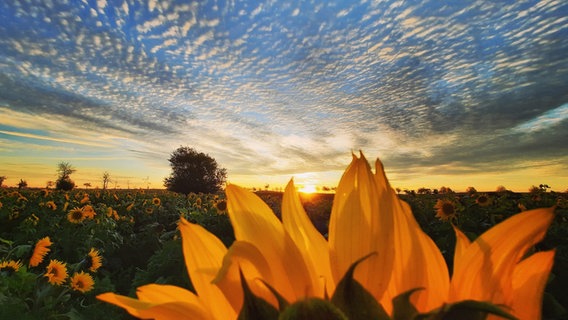 Eine Sonnenblume sticht aus einem Sonnenblumenfeld bei Sonnenschein hervor. © NDR Foto: Nicole Gaber-Franke