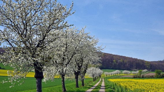 Kirschbäume blühen an einem Weg. © NDR Foto: Burghard Neumann
