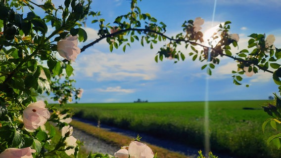 Ein Feldweg durch einen Rosenbusch fotografiert. © NDR Foto: Nicole Gaber-Franke