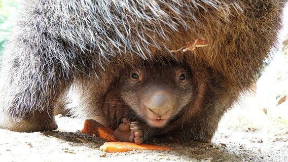 Ein Nacktnasenwombat-Baby guckt aus dem Beutel seiner Mutter. © Erlebnis-Zoo Hannover 