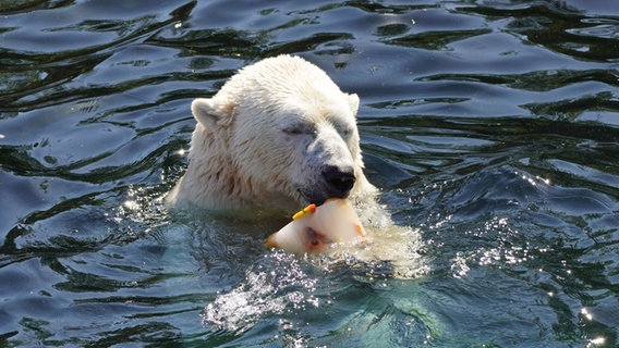 Ein Eisbär isst ein Eis im Wasser. © Zoo Hannover 