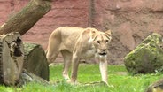 Die Berberlöwin Zara im Zoo Hannover. © TeleNewsNetwork 