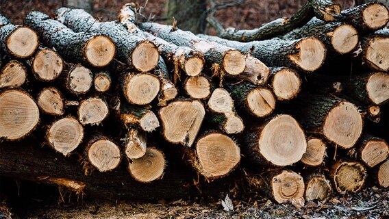 Holzstämme liegen gestapelt in einem Wald. © fotolia | Sohenze Foto: Sohenze