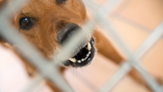 Ein Hund hinter Gittern mit offenem Maul (Themenbild) © picture alliance/dpa Themendienst Foto: Andrea Warnecke
