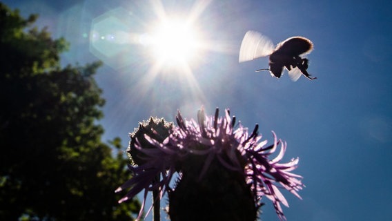 Eine Wildbiene fliegt vor strahlend blauem Himmel zu einer Blüte auf einer Wiese. © dpa-Bildfunk Foto: Frank Rumpenhorst