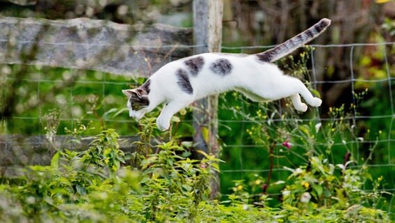 Eine Katze springt in einem Garten in ein Gebüsch. © dpa Foto: Julian Stratenschulte