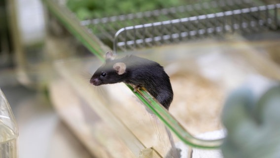 Eine Maus klettert auf den Rand eines Käfigs. © picture alliance/KEYSTONE | Gaetan Bally Foto: Gaetan Bally
