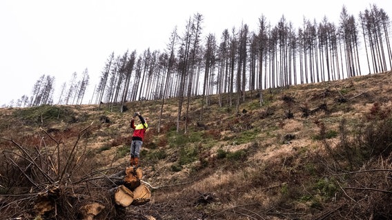 Ein Forstmitarbeiter fotografiert von einem querliegenden Baumstamm. Im Hintergrund ist ein Hang mit nur noch wenigen, abgestorbenen Bäumen zu sehen. © picture-alliance/dpa Foto: Swen Pförtner