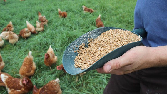 Eine Hand hält Futter für Hühner in einer Kelle. © NDR Foto: Ina Kast