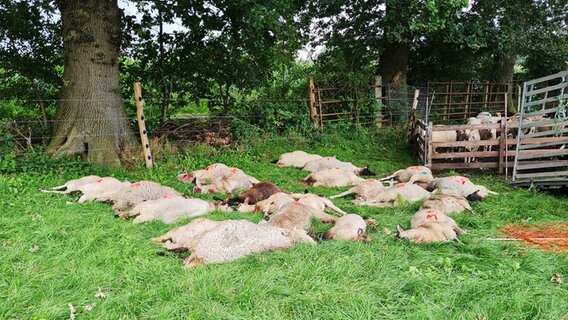 Mehrere tote Schafe liegen auf einer Weide. © Kreisjägerschaft Stade 