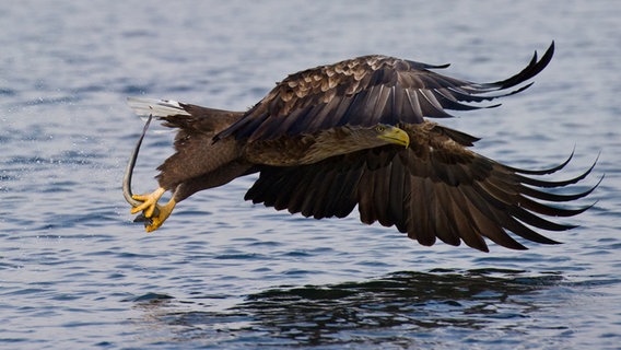 Ein Seeadler holt sich einen toten Aal aus dem Wasser. © dpa - Bildfunk Foto: Philipp Schulze