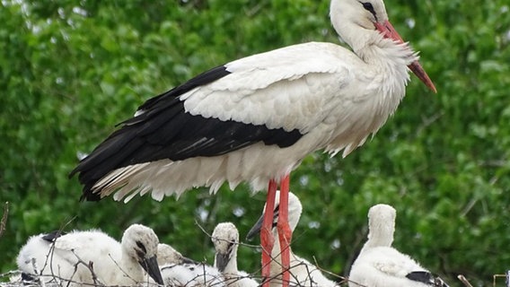 Ein Storch in Harsefeld mit fünf Jungvögeln. © Landkreis Stade/Kathrin Warnat Foto: Kathrin Warnat