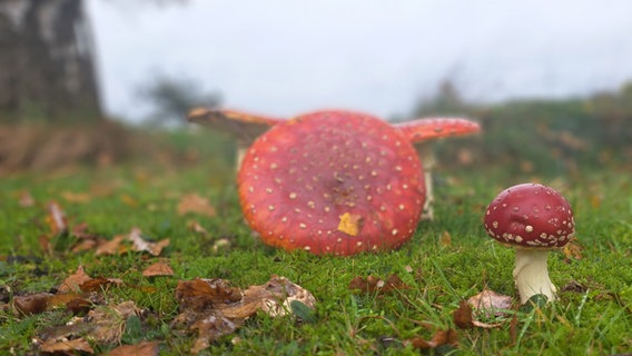 Rote Pilze auf einer Wiese. © NDR Foto: Iris Buck