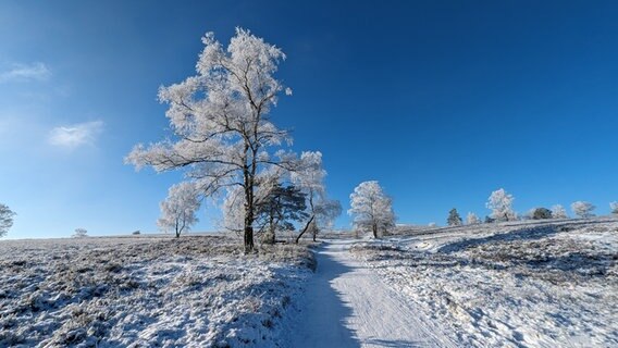 Eine Winterlandschaft im Landkreis Harburg. © NDR Foto: Wiebke Krenz