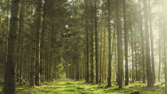 Ein Waldstück in Rehlingen. © NDR Foto: Renate Hoffrichter