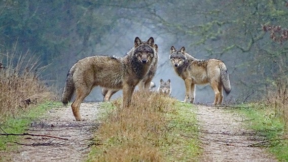 Mehrere Wölfe machen Halt auf einem Waldweg und schauen in die Kamera. © NDR 