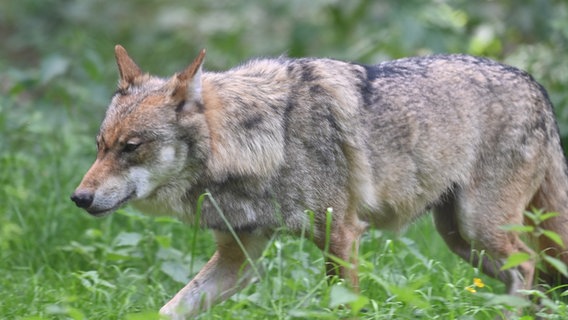 Ein Wolf läuft durch Gras. © picture alliance/dpa Foto: Carsten Rehder