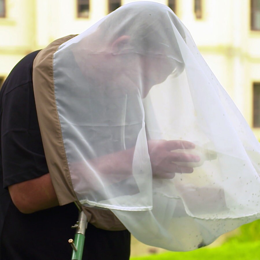 Der Forscher Jens-Hermann Stuke untersucht in einem Fangnetz gefangene Fliegen. © NDR 