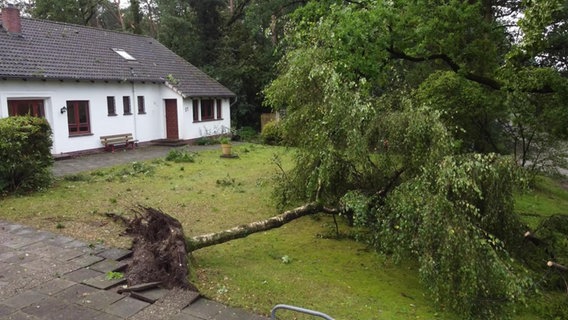 In Hude (Landkreis Oldenburg) ist ein Baum umgefallen. Hier hat es vermutlich eine Windhose gegeben. © NWM 