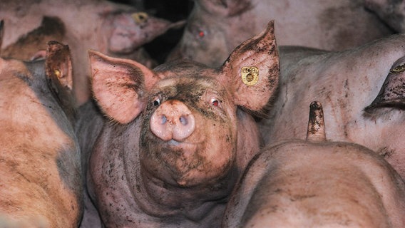 Zahlreiche Schweine stehen dicht beieinander. © picture-alliance Foto: J.S. Pfeifer