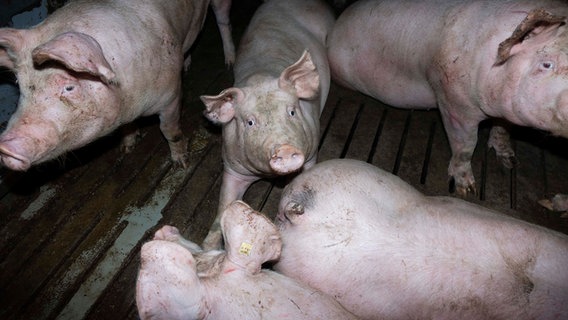 Schweine stehen in einem Stall in einem Mastbetrieb. © Deutsches Tierschutzbüro e.V. 