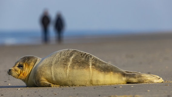 Ein Seehund liegt am Strand von Langeoog. © picture alliance Foto: Jochen Tack