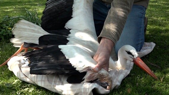 Ein Mann versorgt einen verletzten Storch. © NonstopNews 