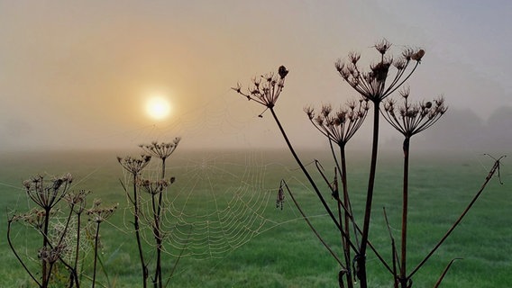 Hinter einem Spinnentz im Morgentau scheint die Sonne durch den Nebel. © NDR Foto: Heike Elsner-Hibben