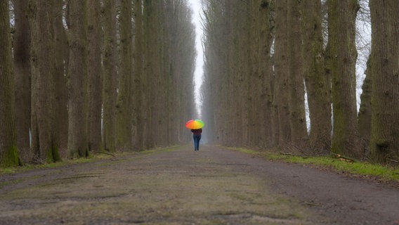 Eine Person geht mit einem bunten Regenschirm auf einer Allee. © NDR Foto: Lorenz Wodzinski