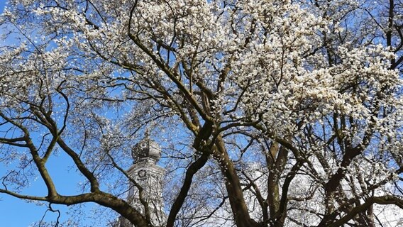 Magnolien blühen im Schlosspark in Jever. © NDR Foto: Ingrid Groothoff