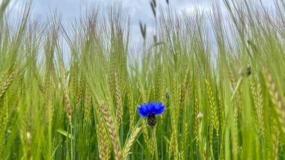Eine Kornblume steht an einem Kornfeldrand. © NDR Foto: Petra Quade